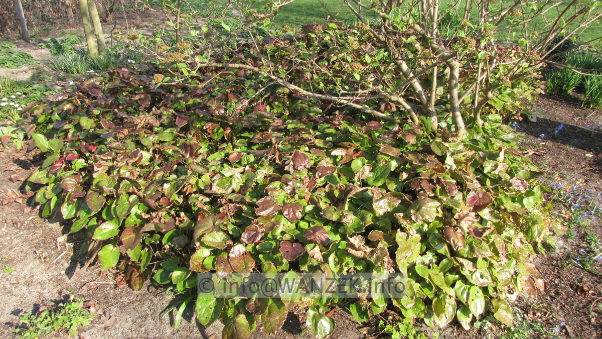 Epimedium warleyense Orangekoenigin nach dem Winter.JPG